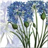 Emma Ball Agapanthus Greetings Card- Greeting Cards
