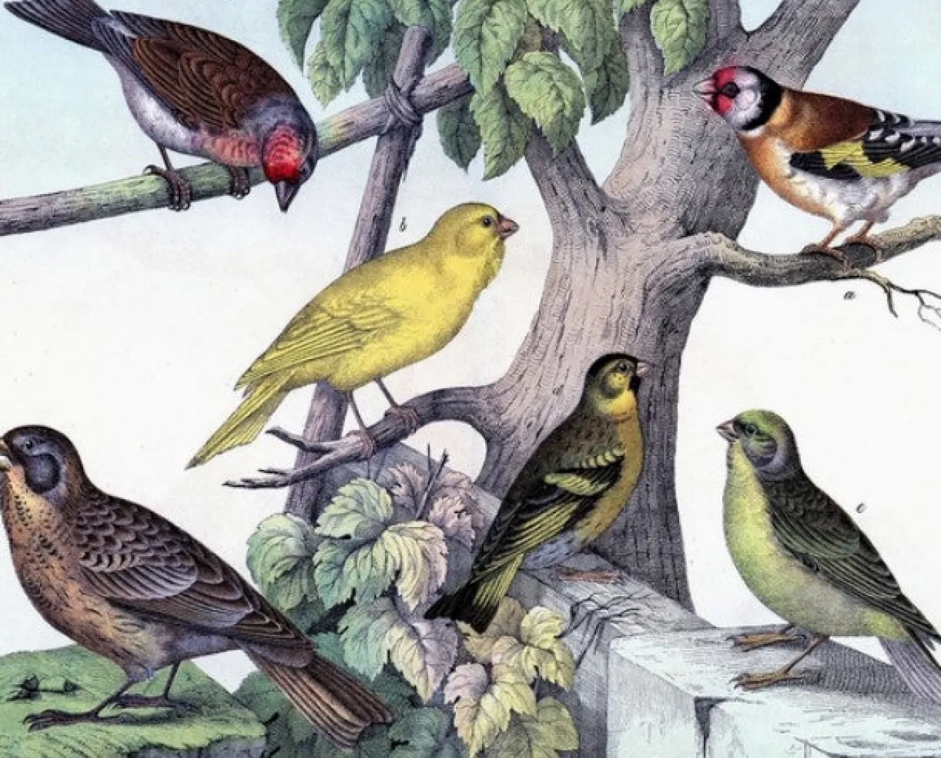 Madame Treacle Birdies - Little Vintage Greeting Card- Greeting Cards