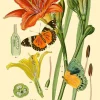 Madame Treacle Botanical N0:3 Greetings Card- Greeting Cards