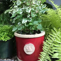 Kew Gardens Planters Chelsea Kew Gardens Round Herb Pot- Gardening