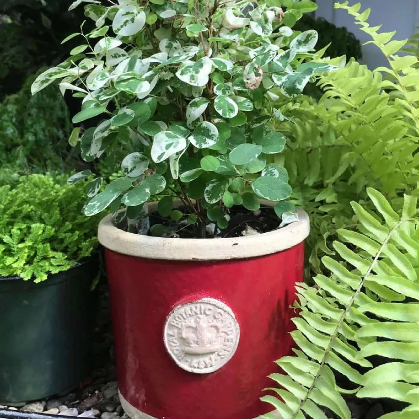 Kew Gardens Planters Chelsea Kew Gardens Round Herb Pot- Gardening