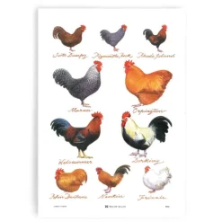 Samuel Lamont Chicken Breeds Cotton Tea Towel- Tea|Tea Towels