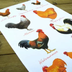 Samuel Lamont Chicken Breeds Cotton Tea Towel- Tea|Tea Towels
