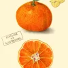 Madame Treacle Clementine Greetings Card- Greeting Cards