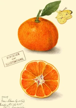 Madame Treacle Clementine Greetings Card- Greeting Cards