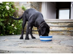 Cornishware Dog Bowl- Pets|Bowls & Dishes