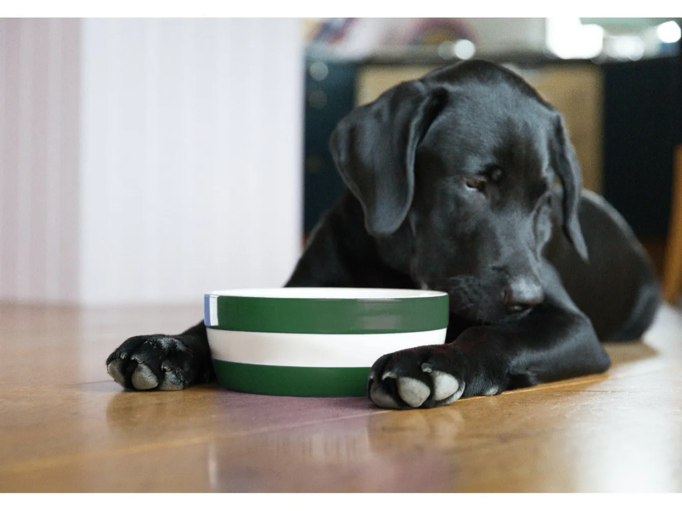 Cornishware Dog Bowl- Pets|Bowls & Dishes