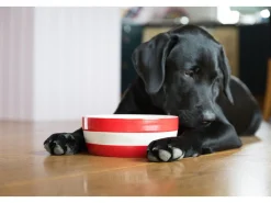 Cornishware Dog Bowl- Pets|Bowls & Dishes