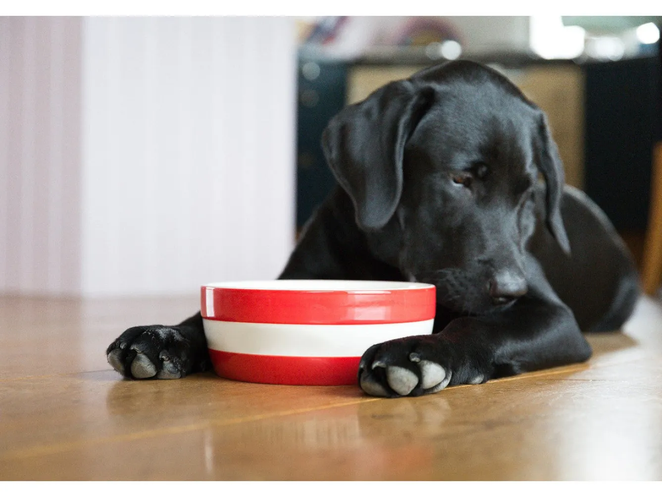 Cornishware Dog Bowl- Pets|Bowls & Dishes