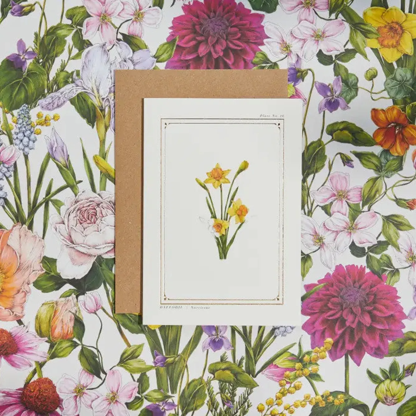 Catherine Lewis Daffodil- 'Botanical Archive: Everyday Edition' - card- Greeting Cards