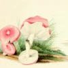 Madame Treacle Four Mushrooms- Little Vintage Greeting Card- Greeting Cards