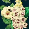 Madame Treacle Foxglove & Peony Greetings Card- Greeting Cards
