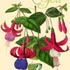 Madame Treacle Fuchsia Glitter Thank You Card- Greeting Cards