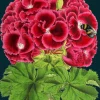 Madame Treacle Geranium Bee Greetings Card- Greeting Cards