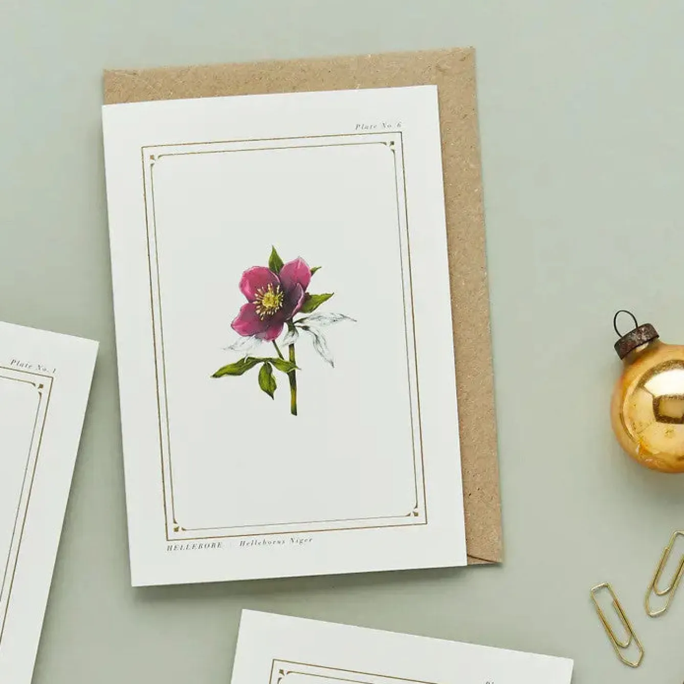 Catherine Lewis Hellebore - 'Botanical Archive: Festive Edition' - card- Greeting Cards