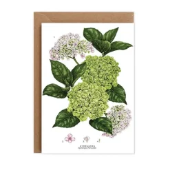 Catherine Lewis Hydrangea - card- Greeting Cards
