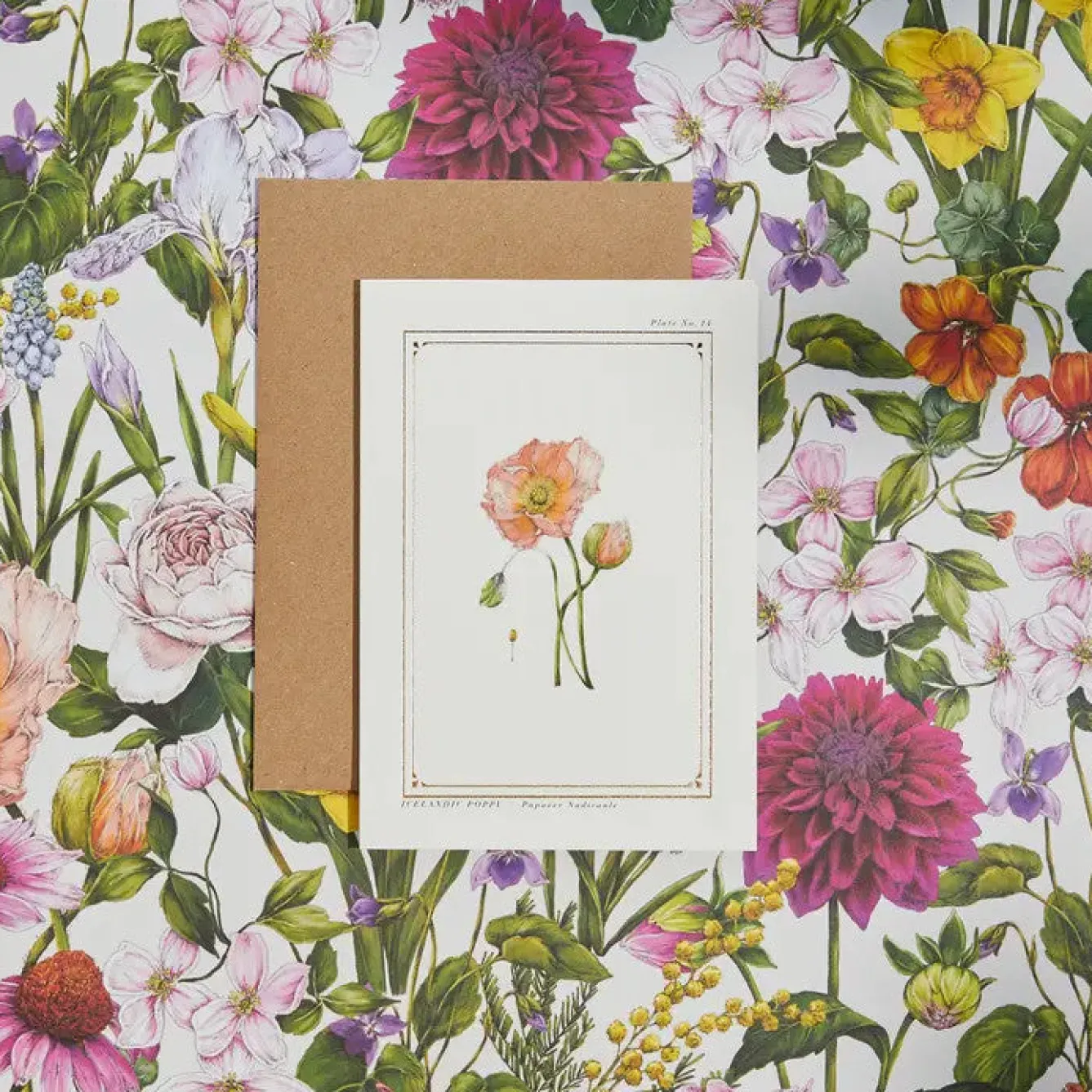 Catherine Lewis Icelandic Poppy - 'Botanical Archive: Everyday Edition' - card- Greeting Cards