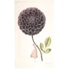 Laura Stoddart In Bloom Single Purple Dahlia Tea Towel- Tea|Tea Towels