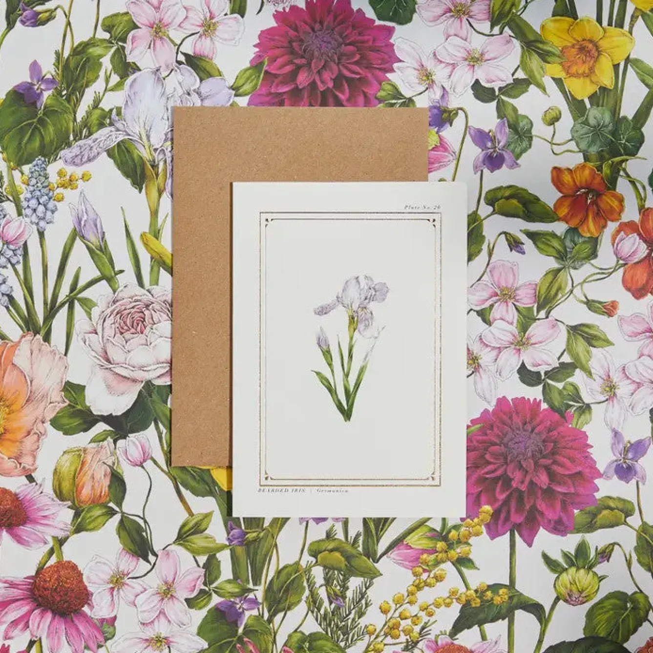 Catherine Lewis Iris - 'Botanical Archive: Everyday Edition' - card- Greeting Cards