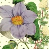 Madame Treacle Light Purple Clematis Glitter Birthday Card- Greeting Cards