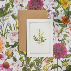 Catherine Lewis Mimosa - 'Botanical Archive: Everyday Edition' - card- Greeting Cards