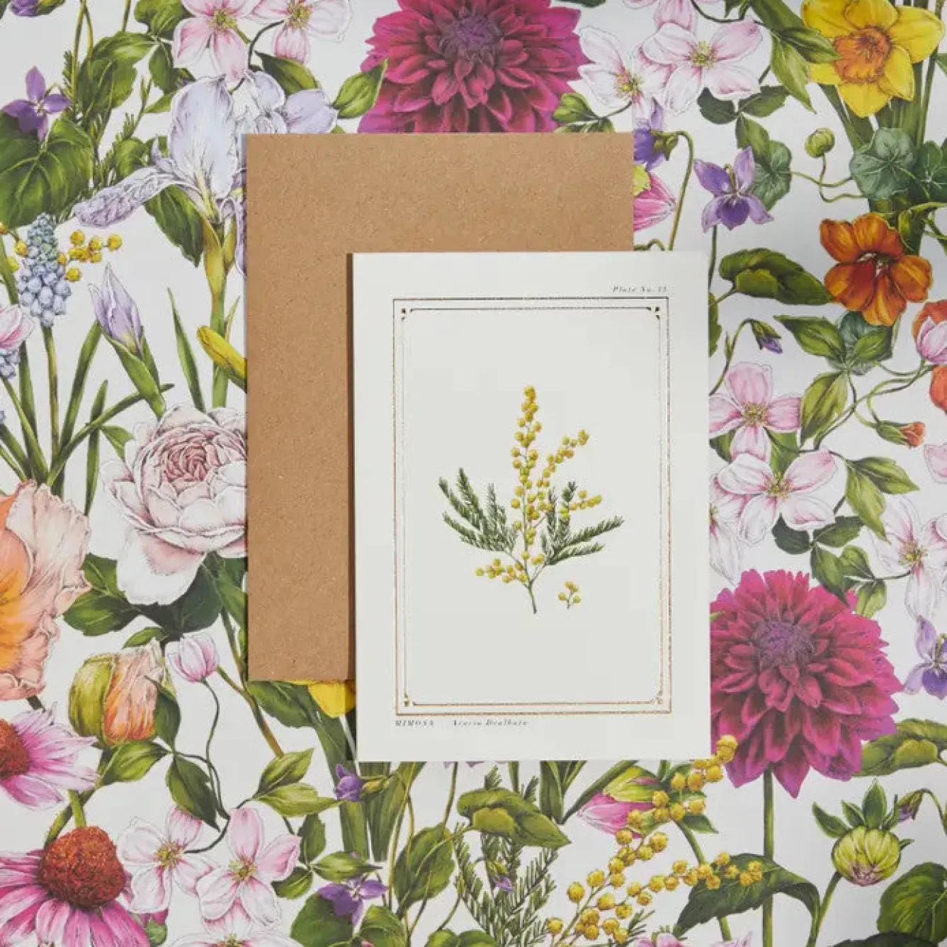 Catherine Lewis Mimosa - 'Botanical Archive: Everyday Edition' - card- Greeting Cards