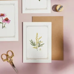 Catherine Lewis Mimosa - 'Botanical Archive: Everyday Edition' - card- Greeting Cards