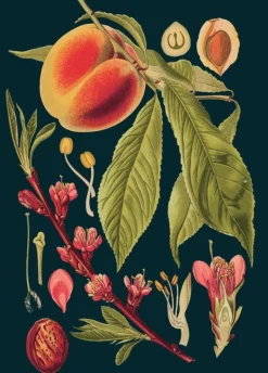 Madame Treacle Peach Greetings Card- Greeting Cards
