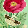 Madame Treacle Peony Fandangle Greetings Card- Greeting Cards