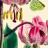 Madame Treacle Pink Lily with Green Butterfly Greetings Card- Greeting Cards