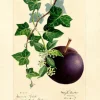 Madame Treacle Plum Greeting Card- Greeting Cards