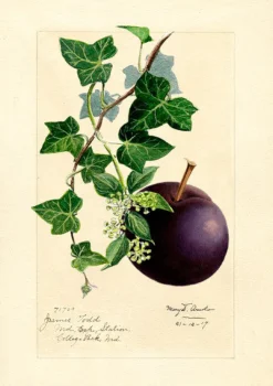 Madame Treacle Plum Greeting Card- Greeting Cards