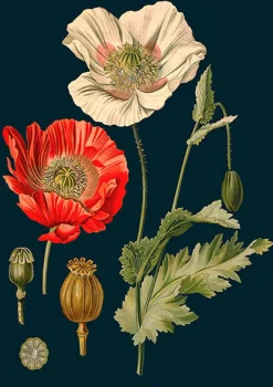 Madame Treacle Poppy Greeting Card- Greeting Cards