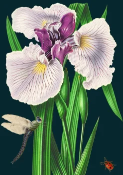 Madame Treacle Purple Iris Greetings Card- Greeting Cards