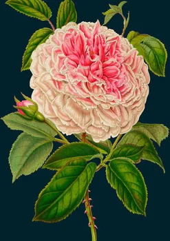 Madame Treacle Rose Greetings Card- Greeting Cards