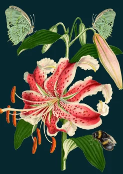 Madame Treacle Tiger Lily Greetings Card- Greeting Cards
