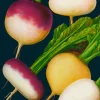 Madame Treacle Turnip Greetings Card- Greeting Cards